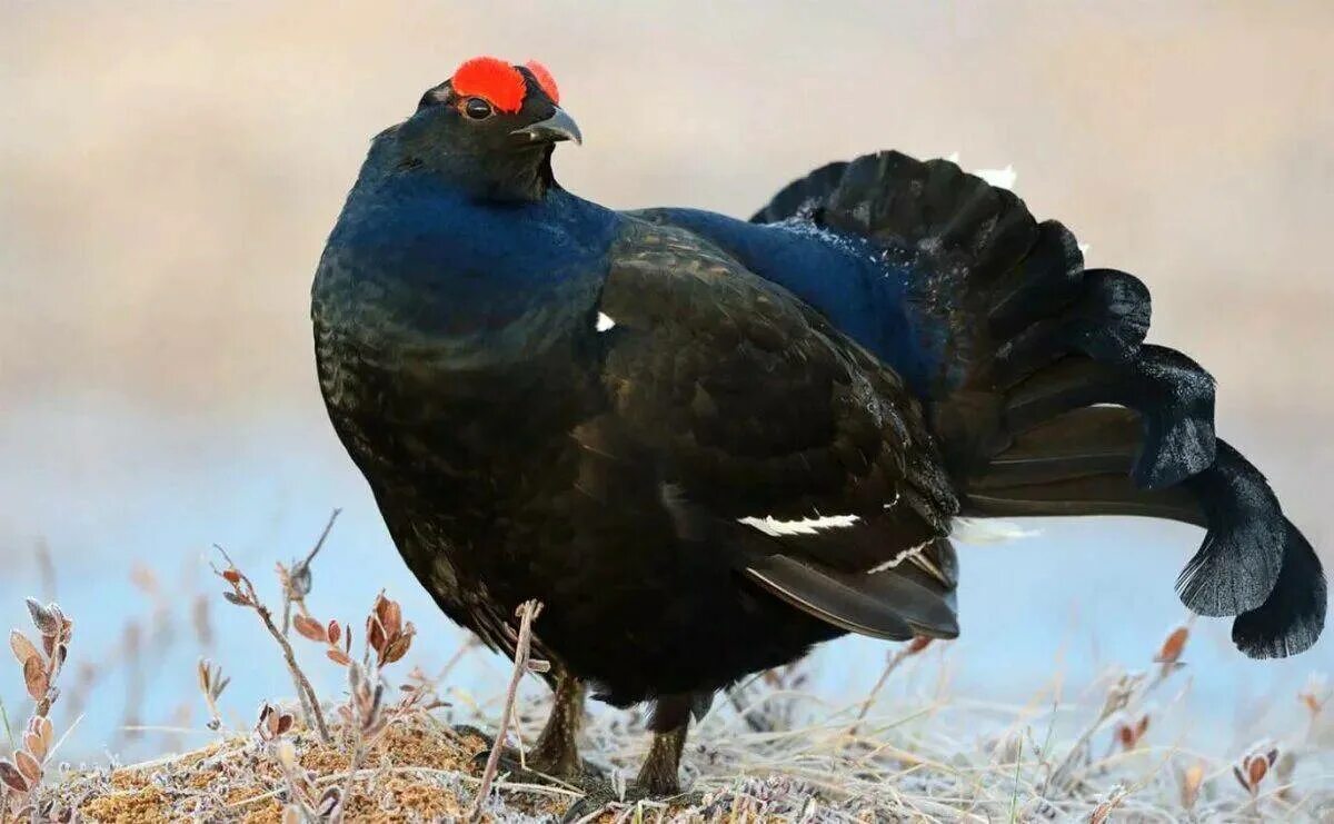 Тетерев-косач. Тетеря птица глухая. Тетерев-косач. Тетерев косач хвост. Тетерев полевой, тетерев-косач (lyrurus tetrix).