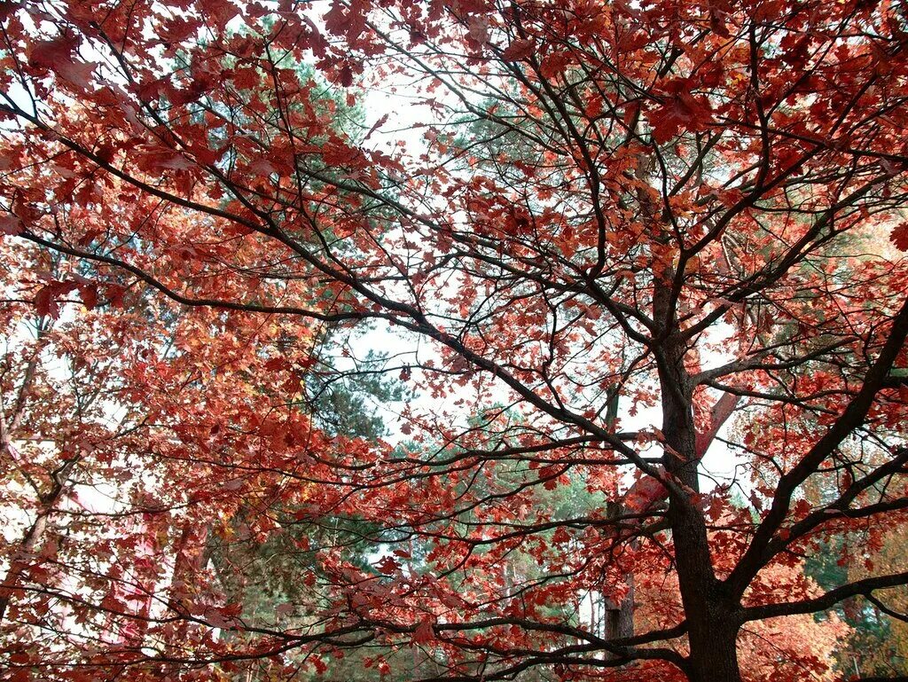 Красное дерево Миша. Красное дерево дерево. Азиатское красное дерево. Живое красное дерево. Красные деревья названия и фото