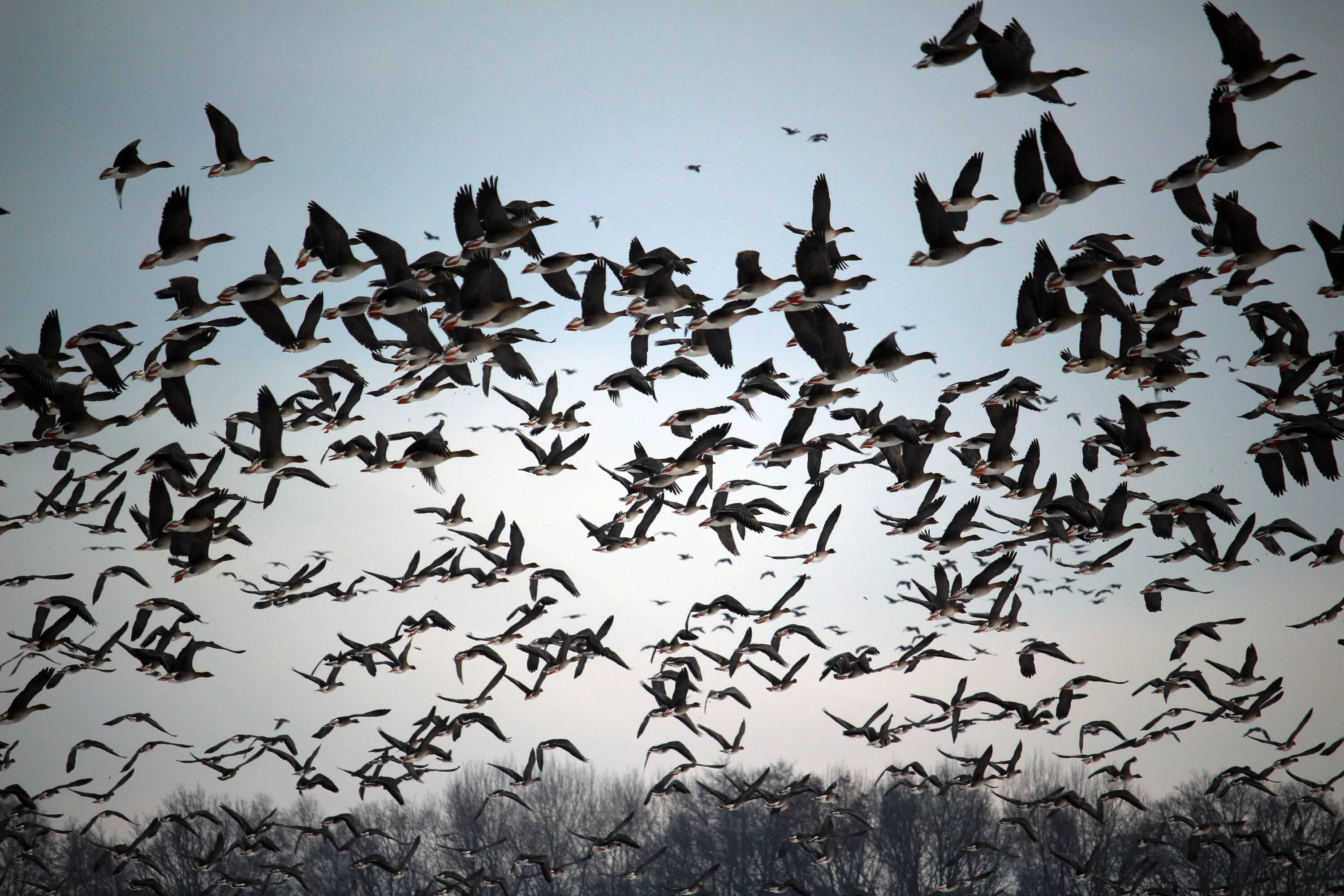 Flock of birds. Дикие гуси перелетные птицы. Стая перелетных птиц. Много птиц. Миграция птиц.