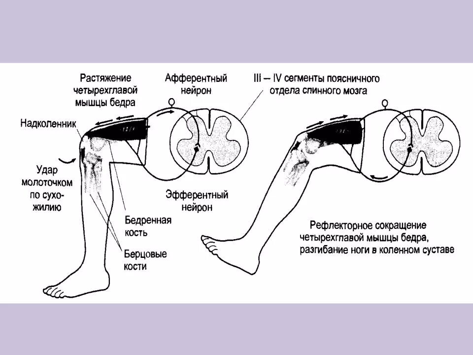 Рефлексная дуга коленного рефлекса. Схемы рефлекторных дуг коленного рефлексов. Простая рефлекторная дуга разгибательного коленного рефлекса. Схема рефлекторной дуги коленного рефлекса.