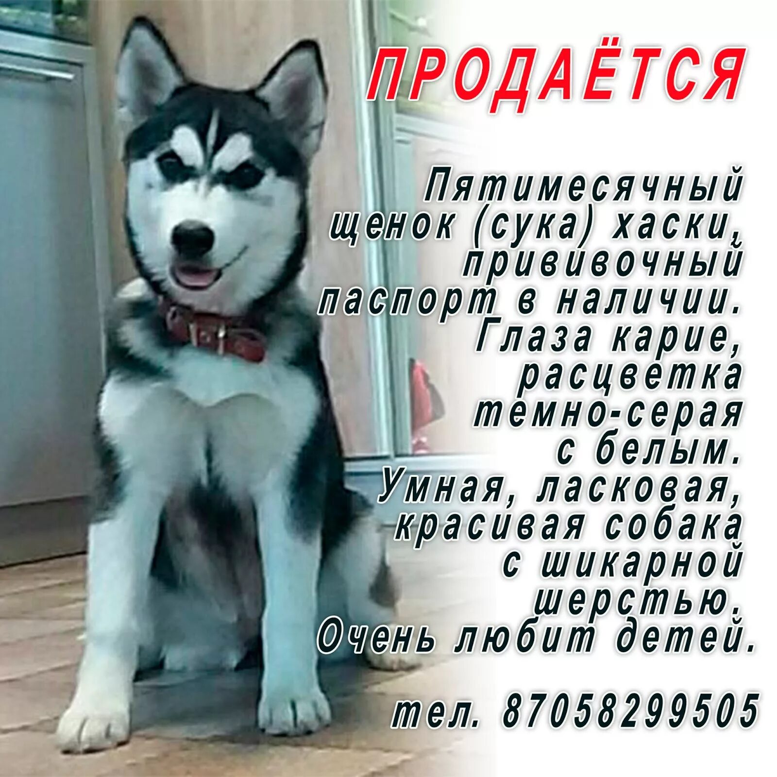 Хаски вес взрослой собаки 56 фото - ZooClever.ru