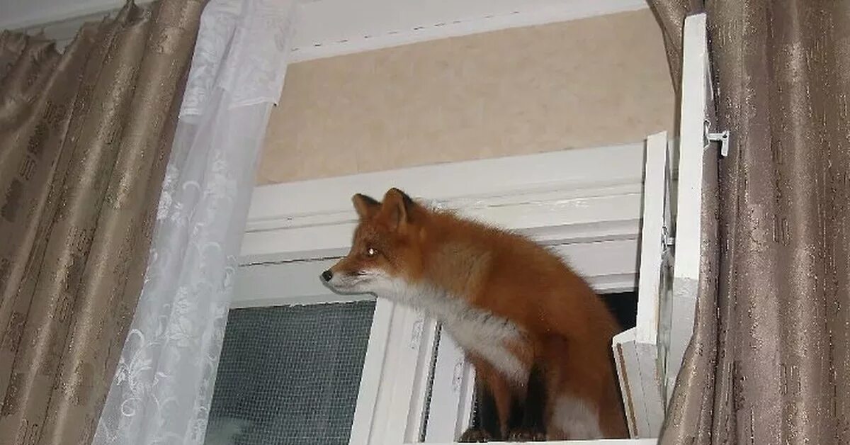 Лисье окошко