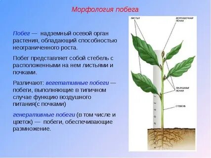 Роль побега в жизни растений