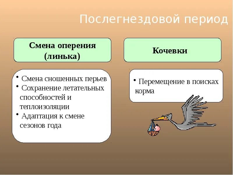 Годовой жизненный цикл птиц 7 класс. Годовой цикл и сезонные явления в жизни птиц. Годовой цикл размножения птиц. Послегнездовой период птиц. Годовой жизненный цикл птиц схема.