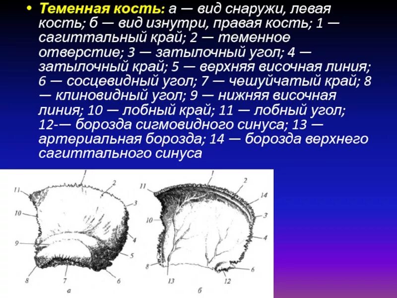 2 теменные кости. Кости черепа теменная кость анатомия. Правая теменная кость внутренняя поверхность. Артериальные борозды теменной кости. Теменная кость черепа строение.