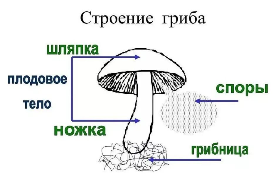 Главная часть любого гриба. Рисунок схема шляпочного гриба. Схема строения шляпочного гриба. Строение шляпочного гриба рисунок. Грибы строение шляпочных грибов.