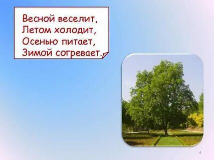 Ответ загадки весной веселит летом холодит