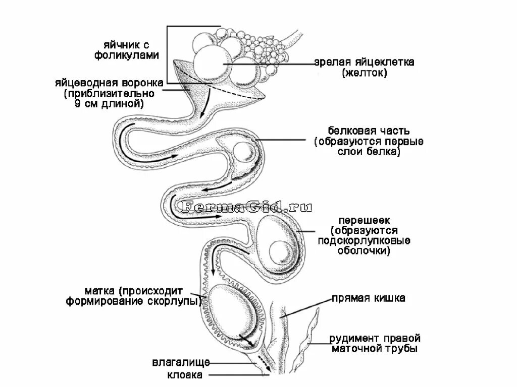 Образование яйца у курицы схема. Как формируется яйцо. Как образуется яйцо в курице. Процесс формирования яиц у кур. Яички образуют