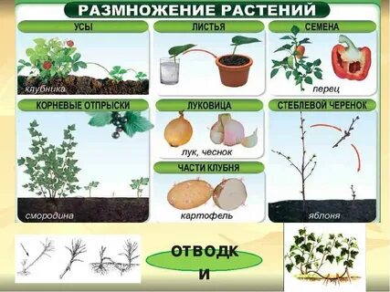 Окружающий мир 3 класс тема размножение