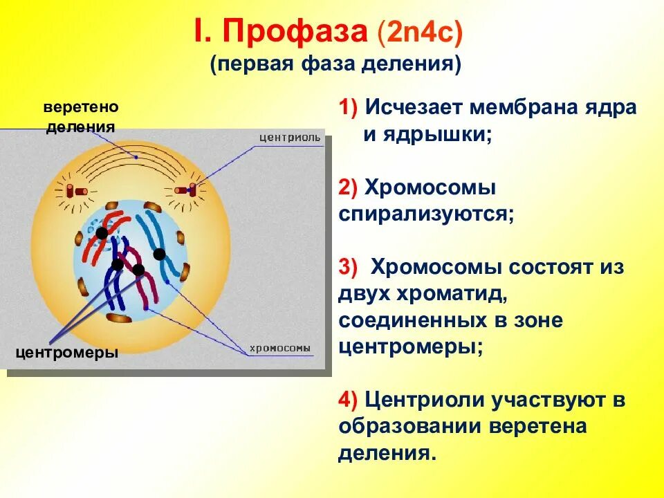 Фаза деления - профаза 1. Профаза хромосомы спирализуются. Мейоз профаза 1 лептотена. Фазы митоза 2n=. Второе деление мейоза профаза 2.
