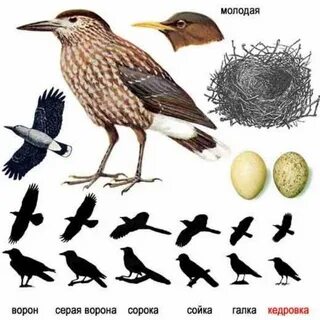 Как распознать птицу