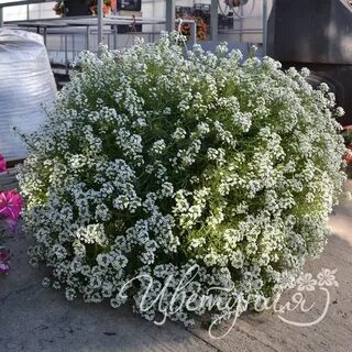 Как черенковать алиссум сноу принцесс