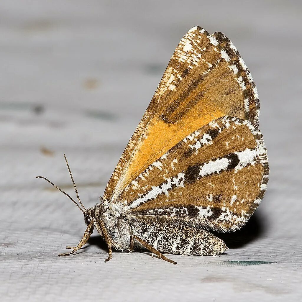 Какой тип питания характерен для пяденицы. Сосновая Пяденица (Bupalus piniarius. Сосновая Пяденица (Bupalus (fidonia) piniarius l.). Бабочка Пяденица Сосновая Bupalus piniaria. Сосновая Пяденица фото.