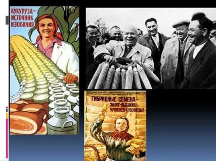 Кукурузная кампания хрущева