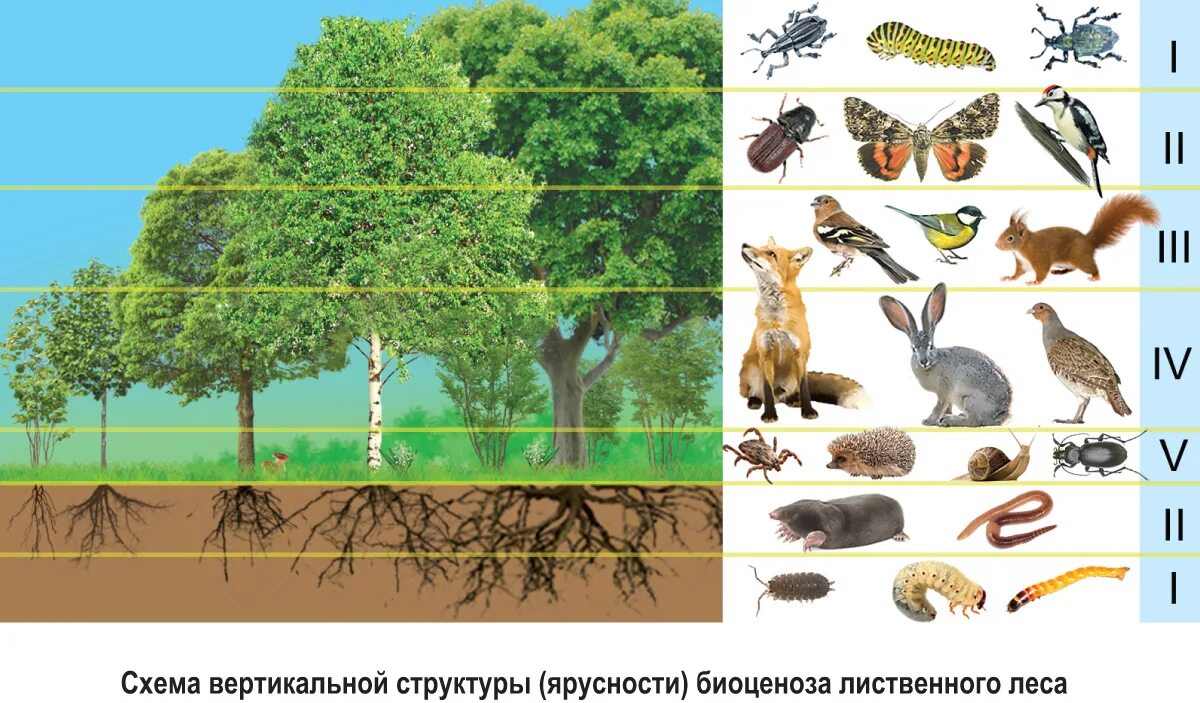 Живых организмов является естественной. Ярусность лесного биоценоза. Ярусность в биоценозе лиственного леса. Биоценоз этажи леса. Подземная ярусность биоценоза.