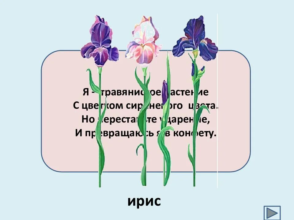 Значение выделенного слова есть ирис