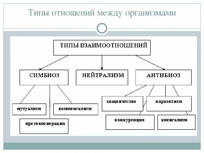 Живые организмы характер взаимоотношений. Типы взаимодействий между организмами. Типы взаимодействия между организмами схема. Типы отношений между организмами. Типы взаимодействия между живыми организмами схема.