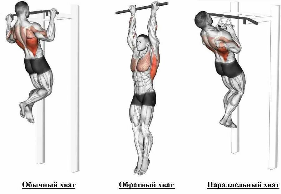 Подтягивания обратным хватом какие. Упражнения на грудные мышцы для мужчин на турнике. Подтягивания в гравитроне узким хватом. Упражнения на турнике для грудных мышц. Подтягивания на грудные мышцы на турнике.