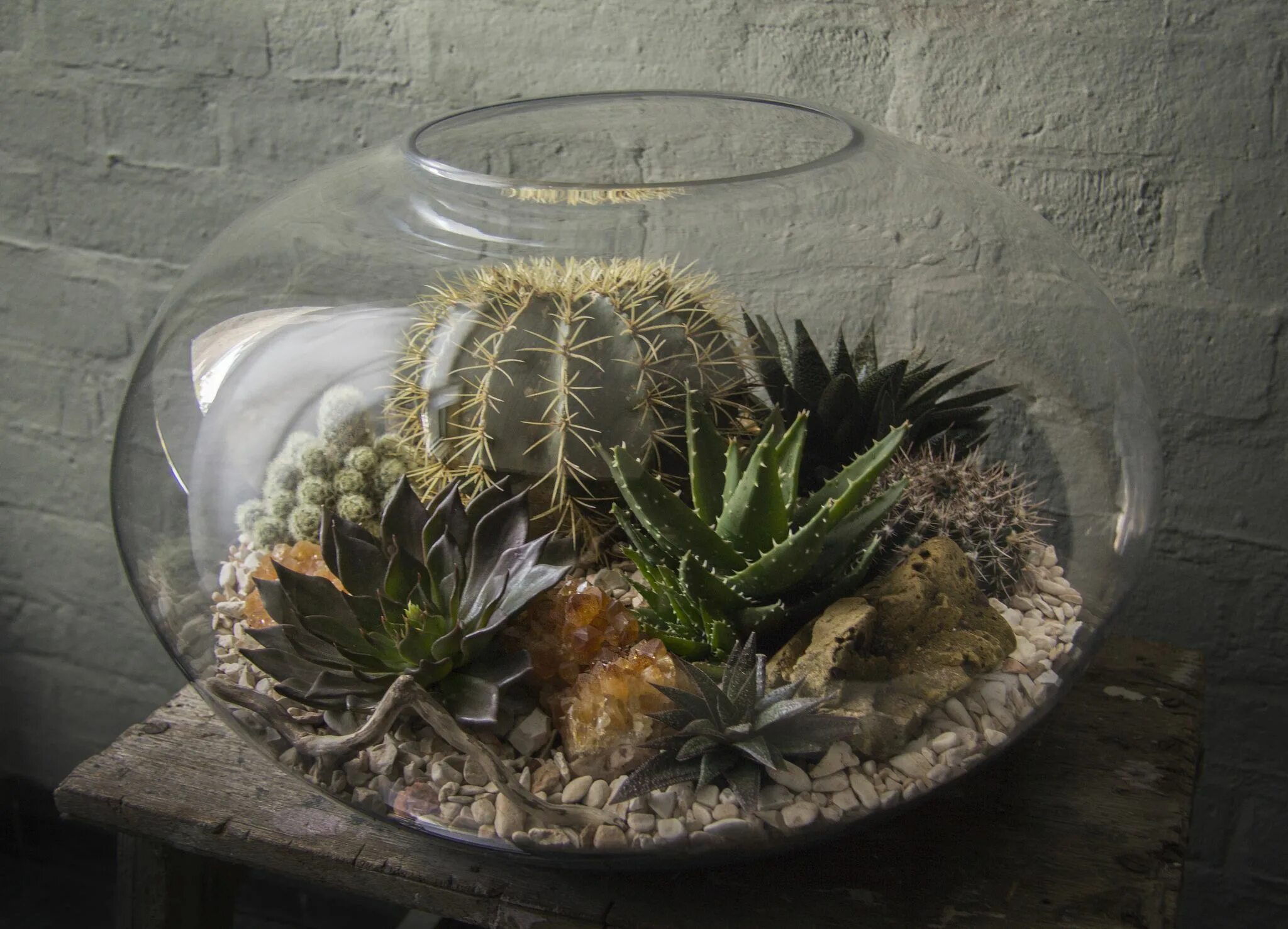 Флорариум с кактусами. Флорариум из кактусов. Кактусы в аквариуме. Фитофлорариум суккуленты. Кактусы в аквариуме.