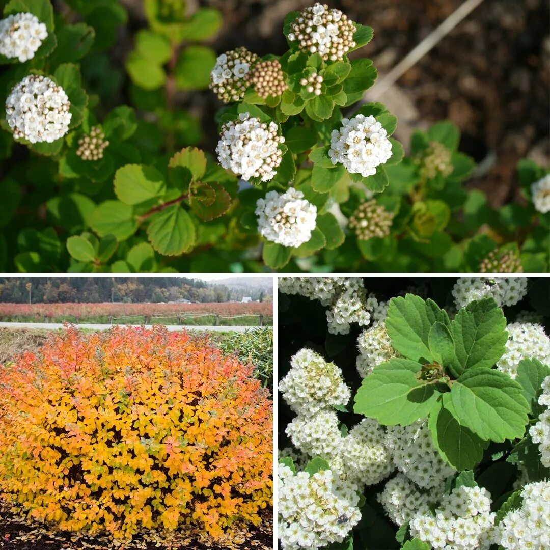 Спирея какая почва. Спирея березолистная. Спирея березолистная (Spiraea betulifolia `torgold`). Спирея березолистная 'Island'. Спирея (таволга) березолистная.