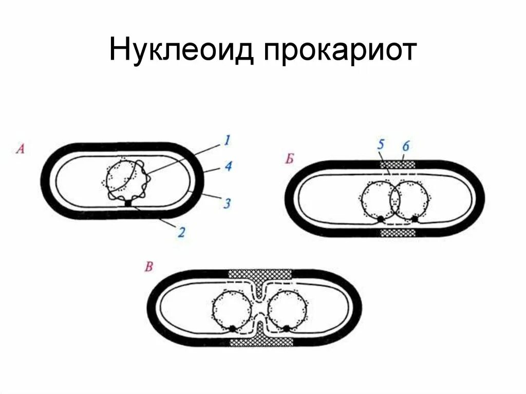 Нуклеоид прокариот