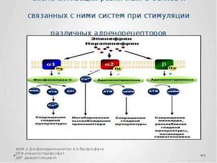 Подсистема оне