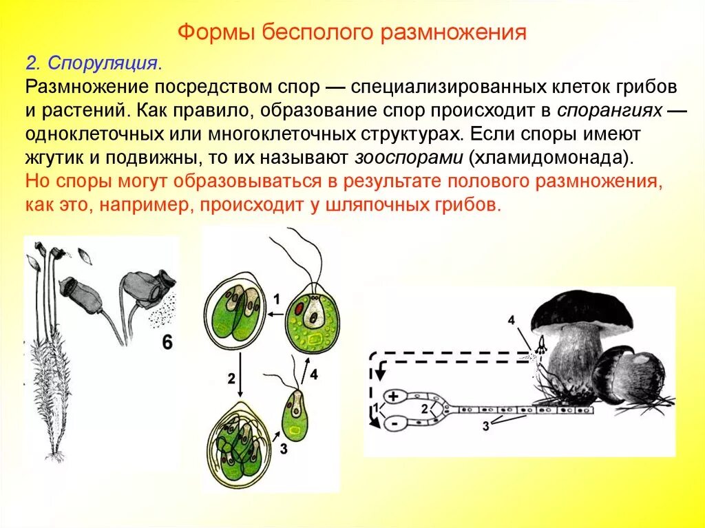 Размножение бесполое размножение. Спорообразование бесполое размножение. Бесполое размножение растений спорообразование. Размножение спорами. Деление клетки спорообразованием