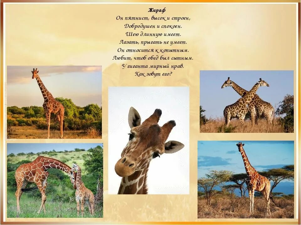 Интересные факты о животных жарких районов. Интересное о жирафе для детей. Животные жарких стран Жираф. Удивительные животные жарких стран.