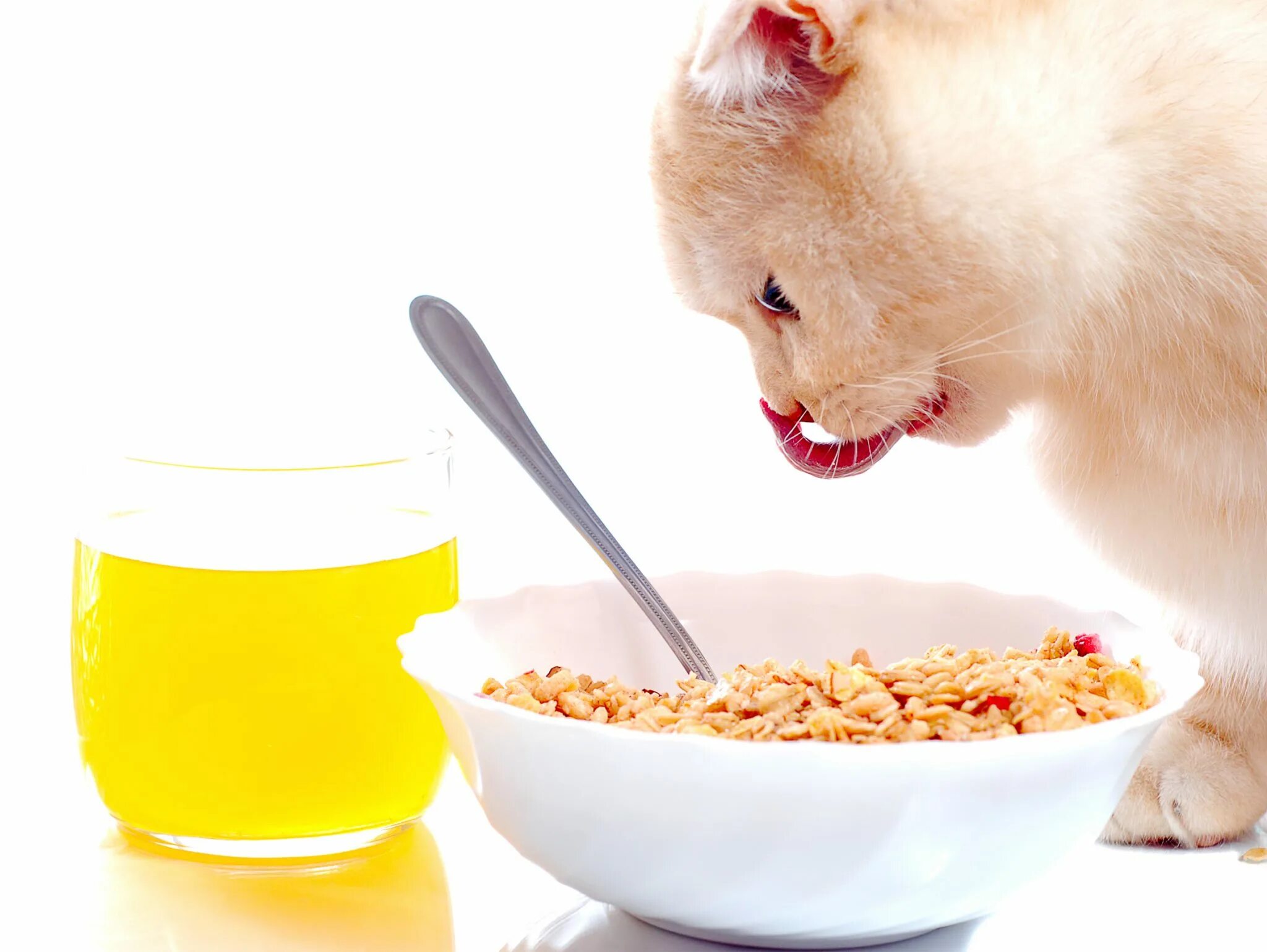 Котам можно кашу. Oatmeal Cat. Кошка облизывается на еду. Кошку угощают лакомством хорошие фотографии. Кошка облизывается и отказывается от еды.