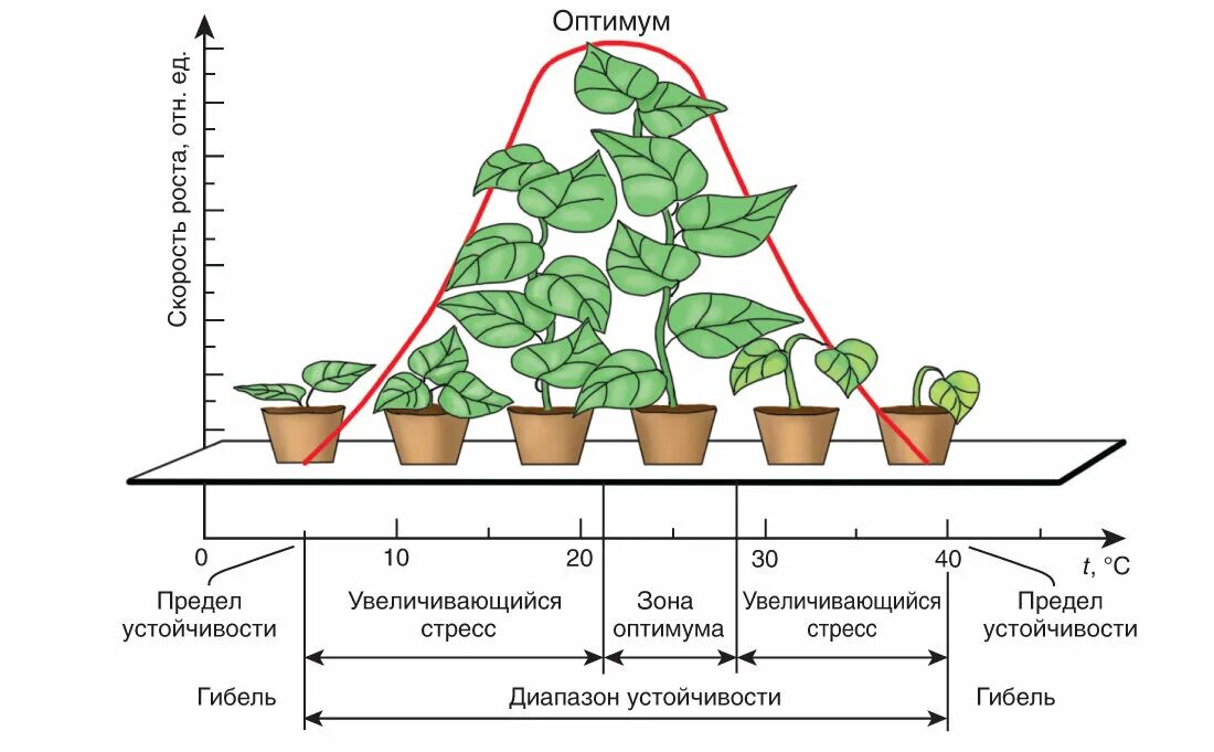 Период роста связанный. Влияние температуры на растения. Влияние на рост растений. Графики роста растений. Периоды роста растений.