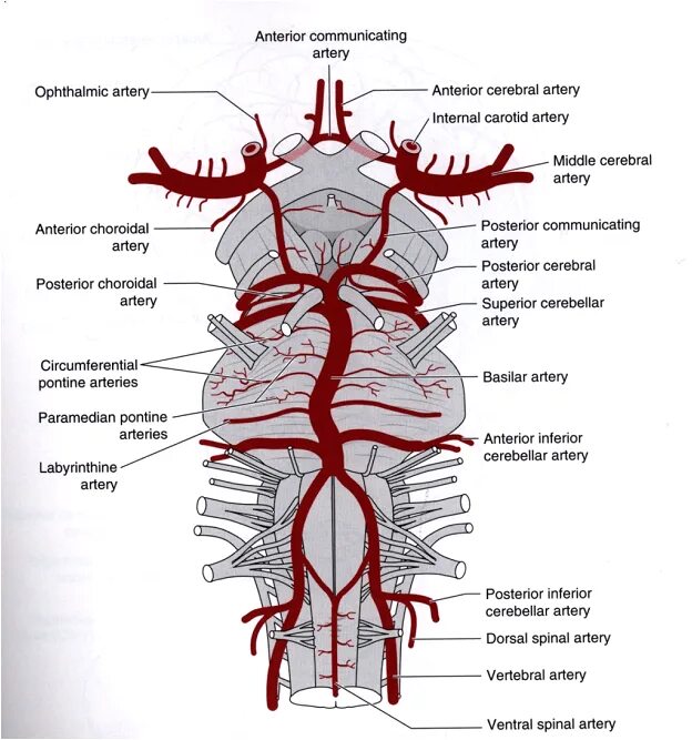 Артерии головного мозга схема. Артерии основания головного мозга анатомия. Кровоснабжение головного мозга анатомия схема. Кровоснабжение мозга Виллизиев круг.