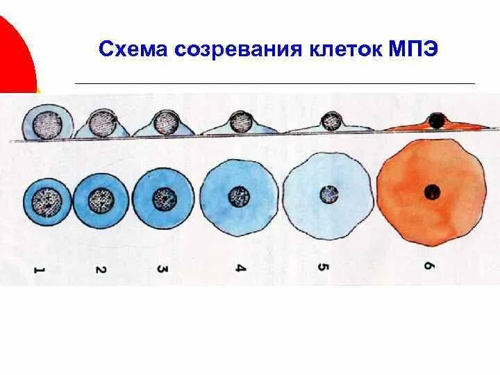 Реактивные изменения многослойного