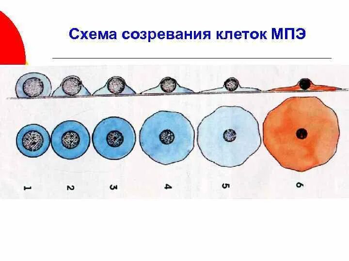 Зрелость клеток. Многослойный плоский эпителий схема. Схема созревания клеток. Фазы созревания плоского эпителия шейки. Матка схема созревания.