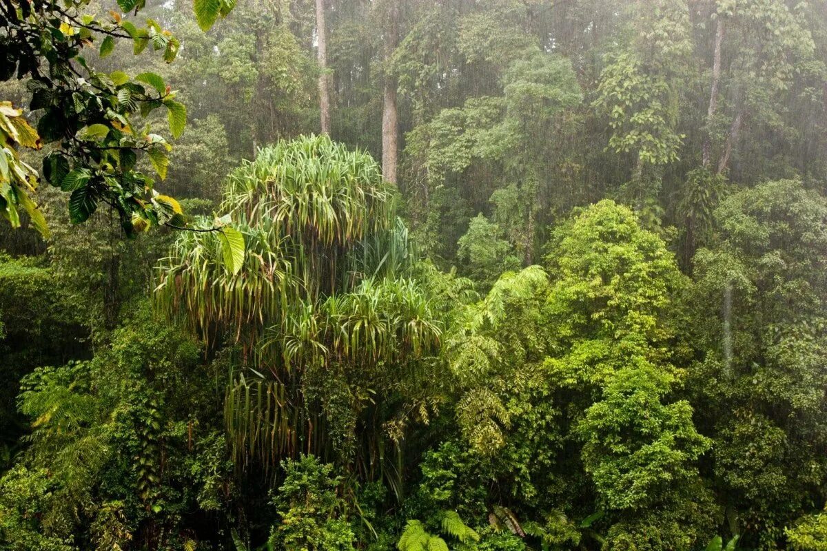 Экваториальные леса страны. Вечнозеленые тропические дождевые леса. Экваториальный лес Суматра. Тропические дождевые леса Индии. Тропические леса Индии лианы.
