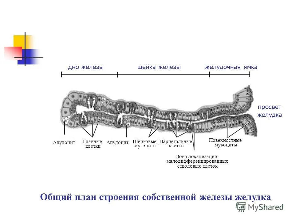 Строение желез желудка. Железа желудка схема строения. Фундальные железы желудка схема. Строение фундальной железы желудка. Фундальная железа.