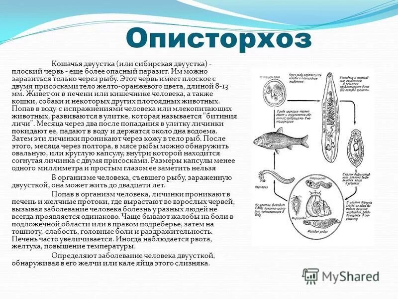 Описторхоз что это такое. Описторхисы (кошачья двуустка). описторхоз сибирская двуустка. opisthorchis felineus заболевание. opisthorchis felineus кошачья двуустка.