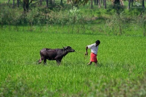 Farming перевод
