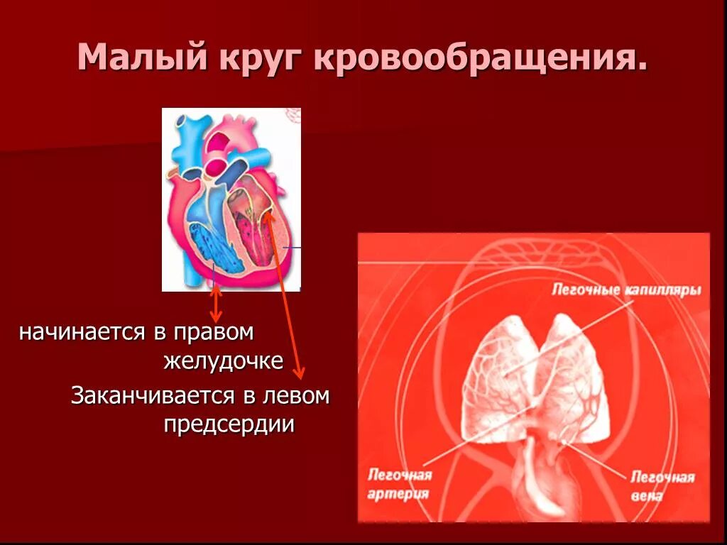 Легочный круг кровообращения заканчивается. Малый (легочный) круг кровообращения начинается в. Малый круг кровообращения начинается и заканчивается. Алый круг кровообращения. Малый круг кровообращения нач.