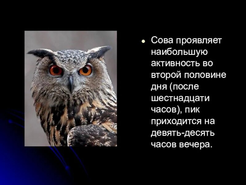 Сова сообщение 2 класс. Биоритм сова. характерные признаки сов. характерные признаки сов человека. сообщение сова биоритм человека презентация на тему.