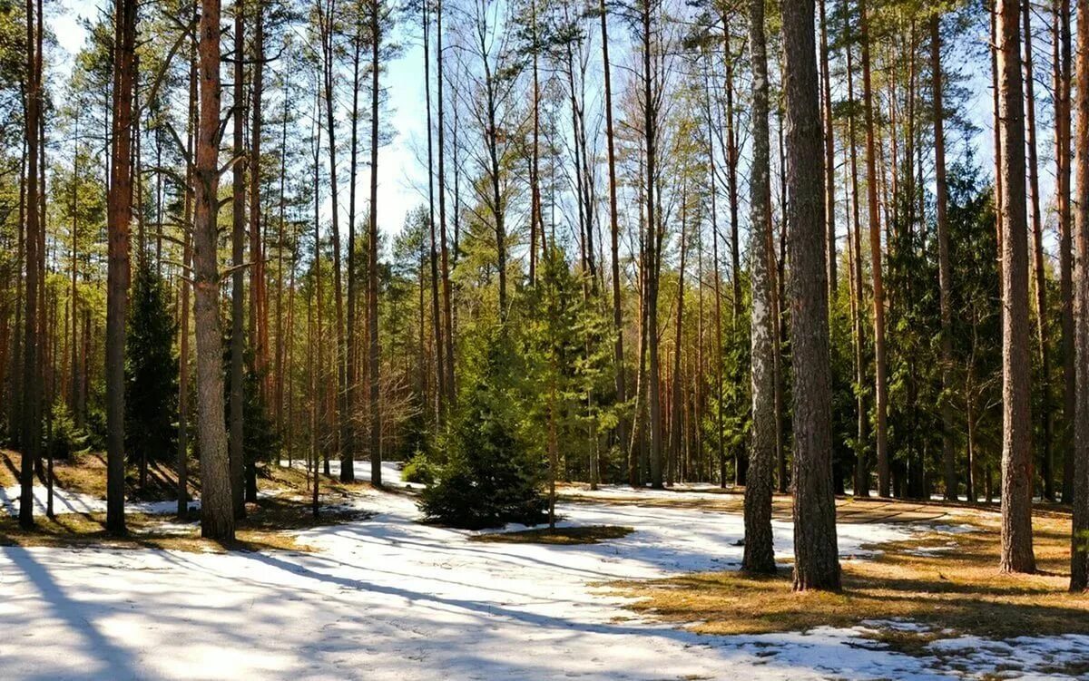 Прогноз погоды лнр. Сосновый бор символы города. Погода сосновый бор на 3. Сосновый бор ленинградская область. Сосновый бор дождь погода.