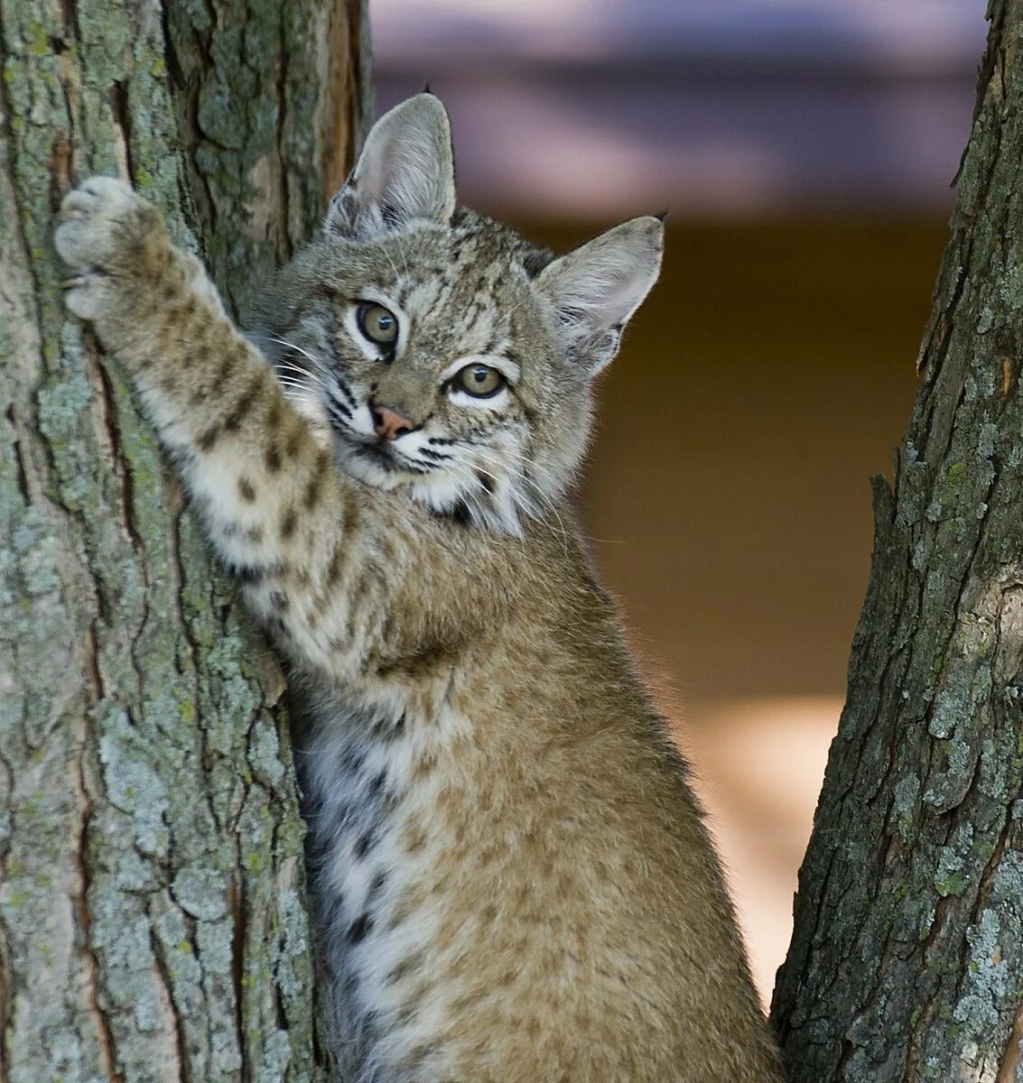 Бобкэт Рысь. Бобкэт порода Рысь. Рыжая Рысь Бобкэт. Bobcat рыжая Рысь.