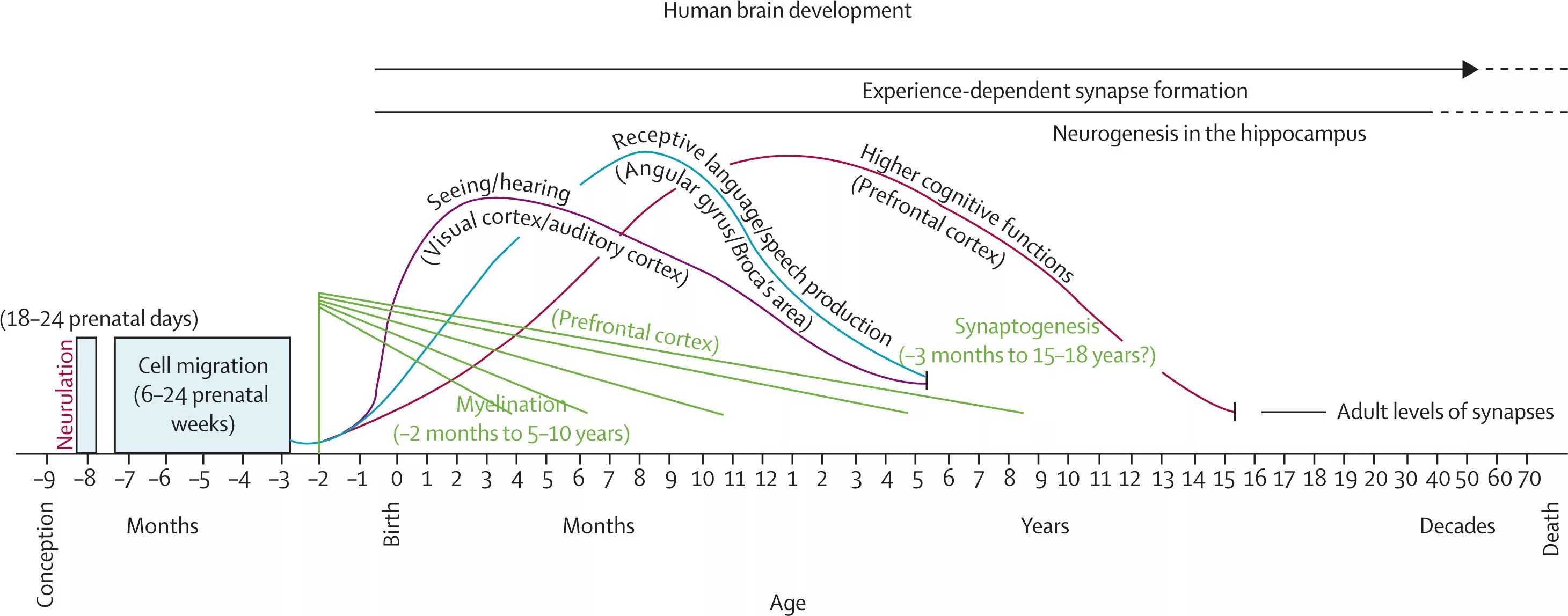 Development potential. Periods of human development. brain development critical periods. critical or sensitive stages in human development. sensitive periods in human development.