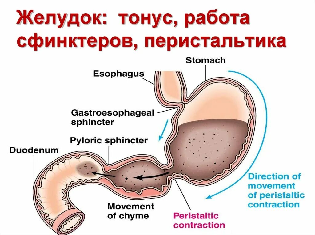 Пилорический сфинктер желудка. Желудок человека кардиальный сфинктер. Регуляция пилорического сфинктера. Тонус пилорического сфинктера. Почему сфинктер