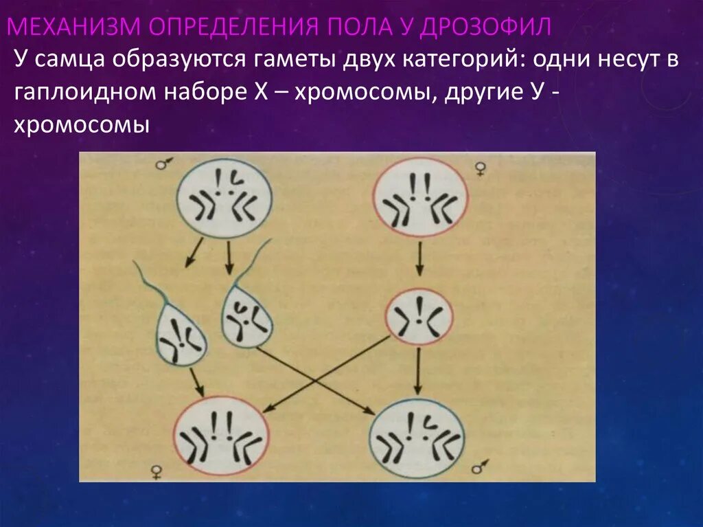 Что определяет пол человека. Хромосомный механизм определения пола у человека. Генетика пола механизм определения пола. Механизм определения пола у дрозофилы. Хромосомный механизм определения пола у животных.