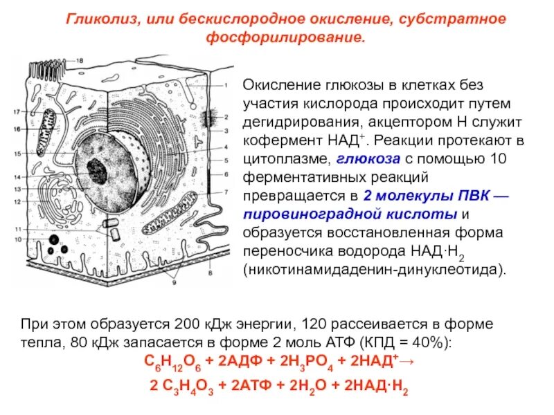 Окисление глюкозы кислородом. Гликолиз окисление глюкозы в клетках. где происходит биологическое окисление в клетке. процессы окисления в клетке. бескислородное окисление глюкозы в клетке..