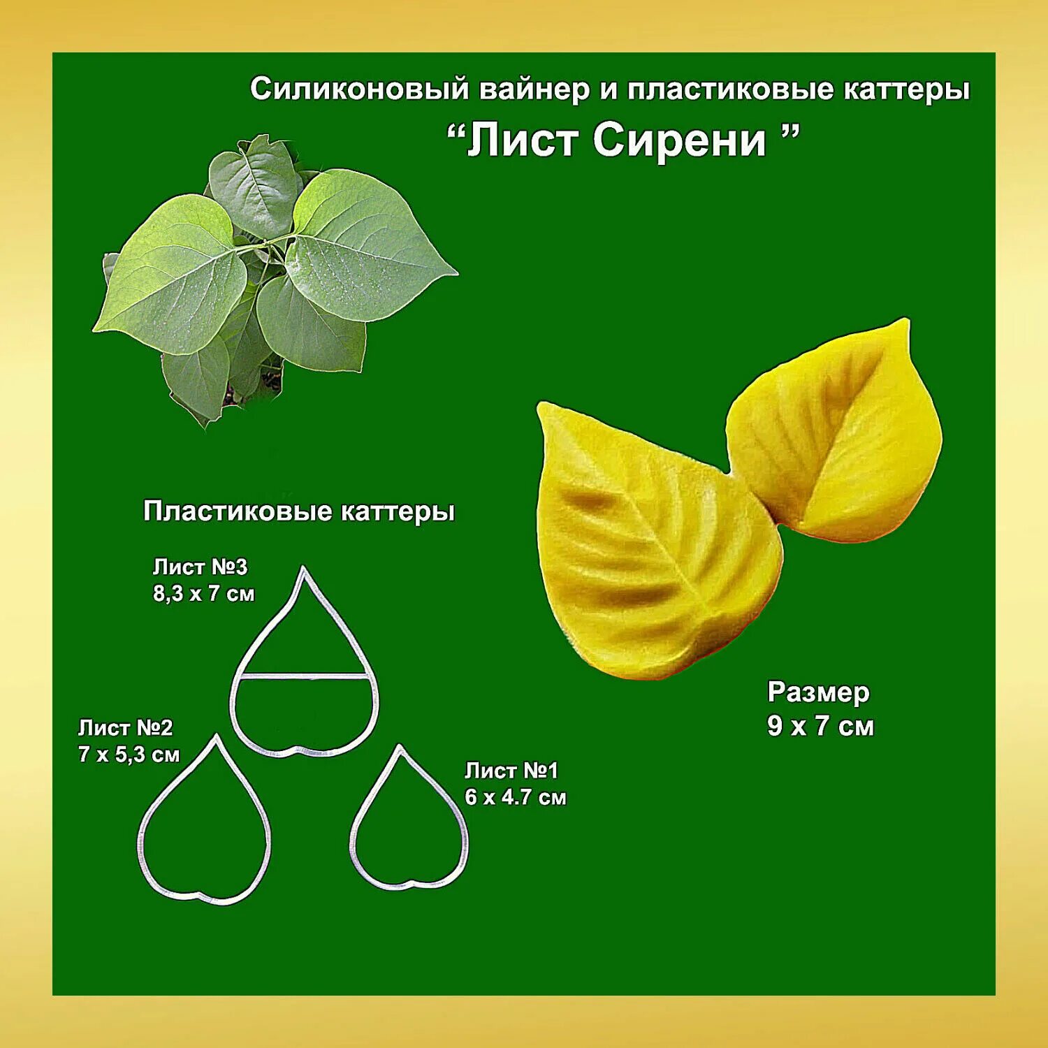 Тип листа по соотношению длины ширины. Вайнер сирень. Сирень обыкновенная скорочено. Форма листовой пластинки сирени. Сирень обыкновенная листья.