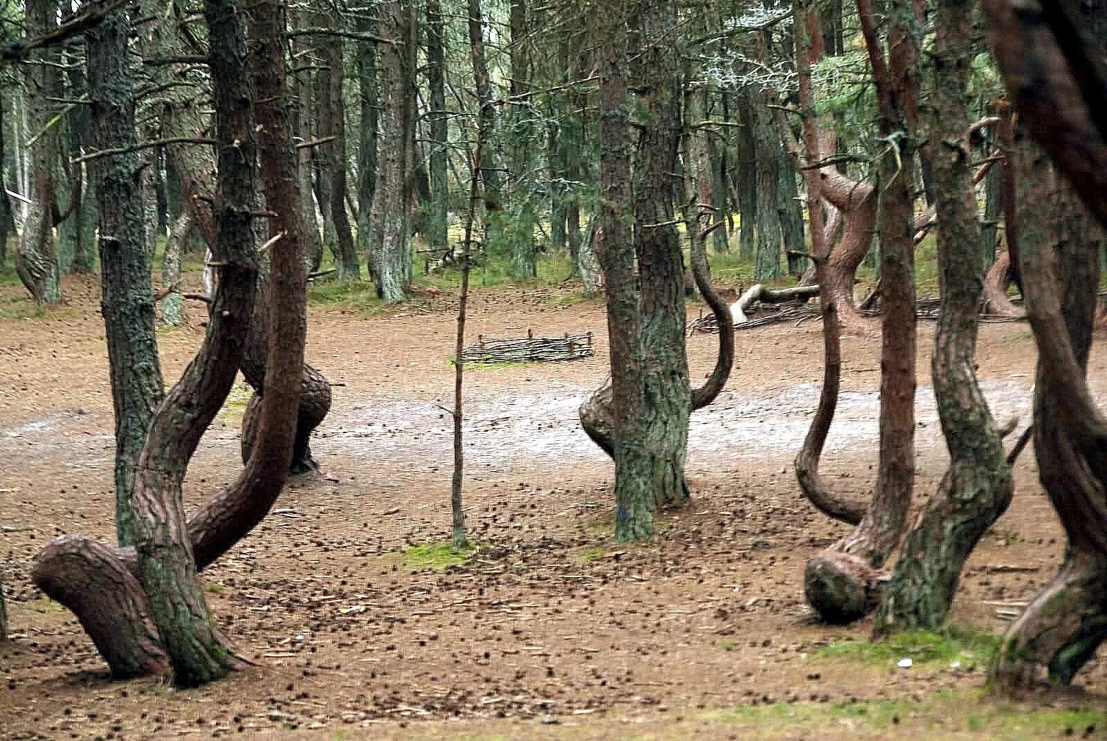 Пляшущий лес. Куршская коса Танцующий лес. Куршская коса Калининград Танцующий лес. Куршская коса Калининград Танцующие деревья.