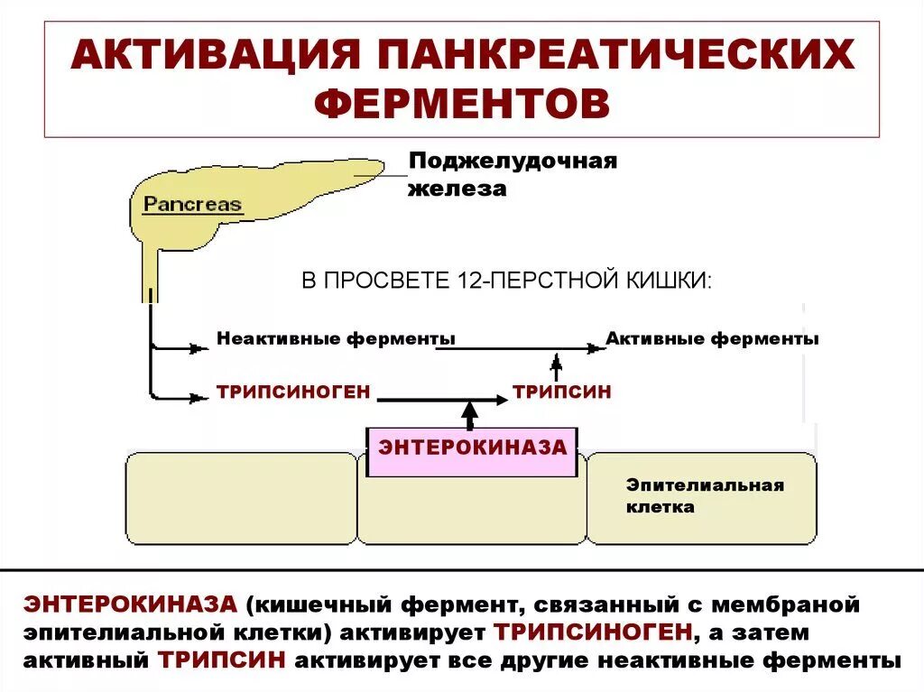 Схема активации ферментов поджелудочной железы. Механизм активации ферментов поджелудочной железы схема. Механизм активации ферментов панкреатического сока. Механизм активации протеолитических ферментов поджелудочной железы. Какие ферменты в панкреатическом соке