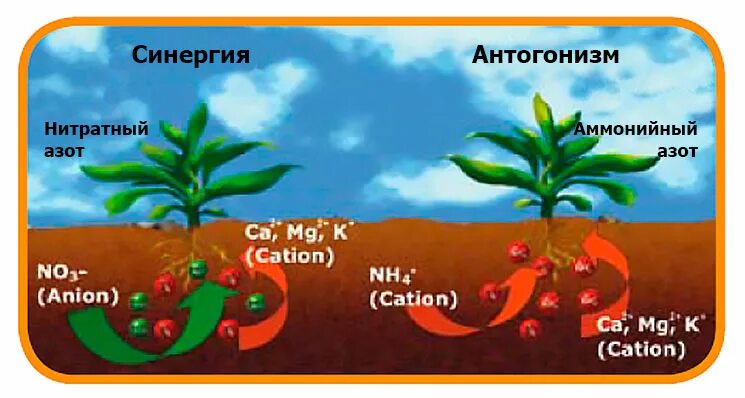 Азот необходим живым. Нитратный и аммонийный азот в почве. Синергизм и антагонизм элементов питания. Взаимодействие ионов в растениях. Питательные элементы для растений.