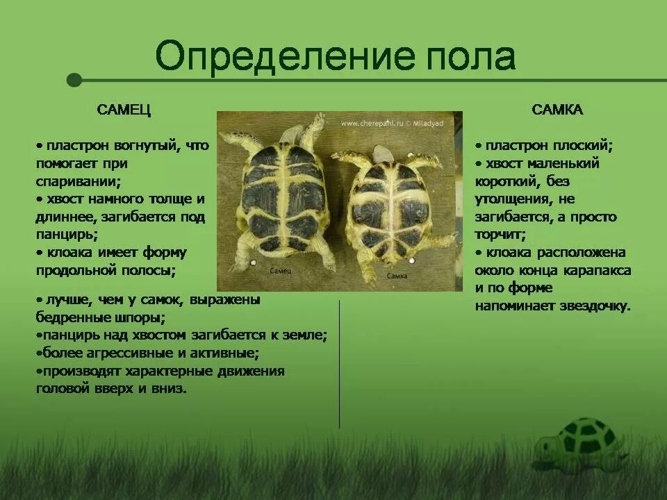 Как различить пол черепахи сухопутной. Черепаха Среднеазиатская пластрон. Как определить пол черепахи сухопутной. Как узнать пол черепахи.
